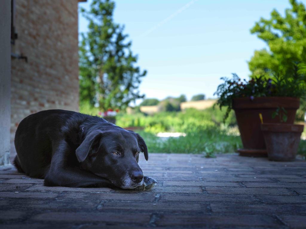 Casale Talevi Villa Cartoceto Kültér fotó